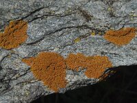 Xanthoria elegans 5, Rood dooiermos, Saxifraga-Willem van Kruijsbergen