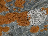 Xanthoria elegans 6, Rood dooiermos, Saxifraga-Willem van Kruijsbergen