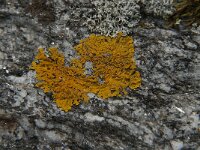 Xanthoria elegans 9, Rood dooiermos, Saxifraga-Jan van der Straaten