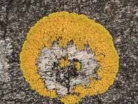 Xanthoria polycarpa