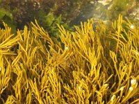 Bifurcaria bifurcata