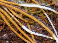 Chorda filum 2, Veterwier, Saxifraga-Foto Fitis-Sytske Dijksen