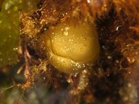 Colpomenia peregrina