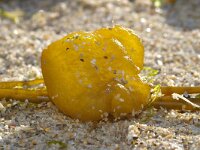 Colpomenia peregrina 2, Oesterdief, Saxifraga-Foto Fitis-Sytske Dijksen