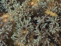 Ericaria selaginoides 2, Iriserend vezelwier, Saxifraga-Willem van Kruijsbergen