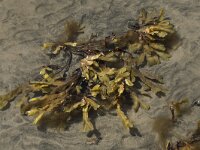 Fucus serratus 13, Gezaagde zee-eik, Saxifraga-Willem van Kruijsbergen