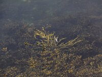 Fucus serratus 9, Gezaagde zee-eik, Saxifraga-Peter Meininger