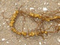 Laethesia difformis 3, Saxifraga-Foto Fitis-Sytske Dijksen