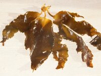 Laminaria sp