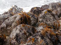 Saccharina latissima