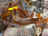 Saccharina latissima 3, Suikerwier, Saxifraga-Foto Fitis-Sytske Dijksen