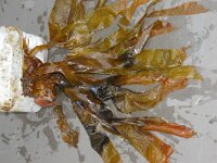 Saccorhiza 2 sp, Saxifraga-Foto Fitis-Sytske Dijksen