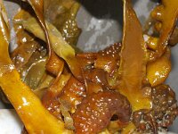 Saccorhiza 3 sp, Saxifraga-Foto Fitis-Sytske Dijksen