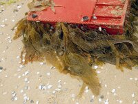 Saccorhiza 4 sp, Saxifraga-Foto Fitis-Sytske Dijksen