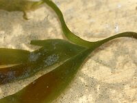 Saccorhiza 7 sp, Saxifraga-Foto Fitis-Sytske Dijksen