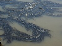 Sargassum muticum 11, Japans bessenwier, Saxifraga-Foto Fitis-Sytske Dijksen