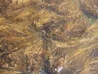 Sargassum muticum 16, Japans bessenwier, Saxifraga-Foto Fitis-Sytske Dijksen