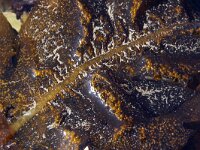 Undaria pinnatifida 4, Wakame, detail, Saxifraga-Foto Fitis-Sytske Dijksen