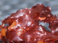 Calliblepharis ciliata