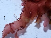 Calliblepharis ciliata 2, Wimperwier, Saxifraga-Foto Fitis-Sytske Dijksen