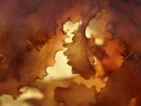 Calliblepharis ciliata 4, Wimperwier, Saxifraga-Foto Fitis-Sytske Dijksen