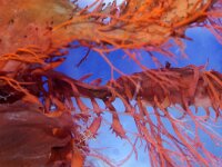 Calliblepharis ciliata 6, Wimperwier, Saxifraga-Foto Fitis-Sytske Dijksen