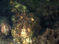 Callithamnion roseum