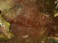 Ceramium 3 sp, Hoorntjeswier, Saxifraga-Foto Fitis-Sytske Dijksen