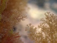 Ceramium 4 sp, Hoorntjeswier, Saxifraga-Foto Fitis-Sytske Dijksen