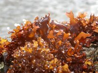 Chondrus crispus 10, Iers mos, Saxifraga-Foto Fitis-Sytske Dijksen