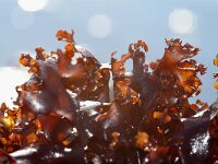 Chondrus crispus 4, Iers mos, Saxifraga-Foto Fitis-Sytske Dijksen