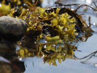 Chondrus crispus 7, Iers mos, Saxifraga-Foto Fitis-Sytske Dijksen