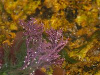 Corallina officinalis 3, Koraalwier, Saxifraga-Foto Fitis-Sytske Dijksen