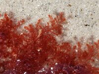 Dasyphonia japonica 2, Veelvertakt pluimwier, Saxifraga-Foto Fitis-Sytske Dijksen