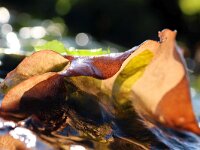 Grateloupia turuturu 5, Slijmerige drakentong, Saxifraga-Foto Fitis-Sytske Dijksen