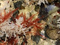 Hypoglossum hypoglossoides