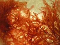 Hypoglossum hypoglossoides 2, Tongwier, Saxifraga-Foto Fitis-Sytske Dijksen