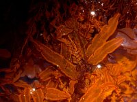 Hypoglossum hypoglossoides 4, Tongwier, Saxifraga-Foto Fitis-Sytske Dijksen