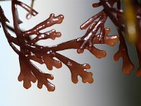 Laurencia obtusa 2, Saxifraga-Foto Fitis-Sytske Dijksen