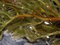 Lomentaria clavellosa