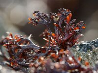 Mastocarpus stellatus