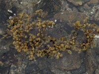 Mastocarpus stellatus 6, Kernwier, Saxifraga-Willem van Kruijsbergen
