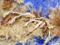 Osmundea pinnatifida