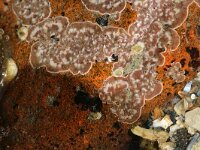 Phymatolithon lenormandii 3, Roze kalkkorstwier, Saxifraga-Foto Fitis-Sytske Dijksen