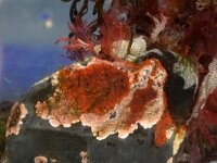 Plocamium cartilagineum