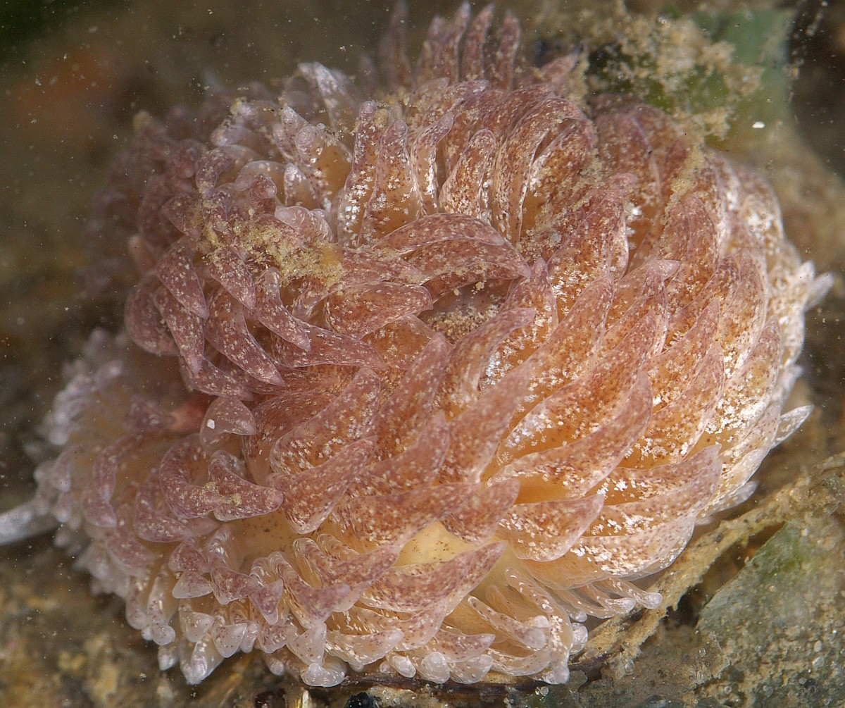 Aeolidia papillosa, Shag-rug Aeolis