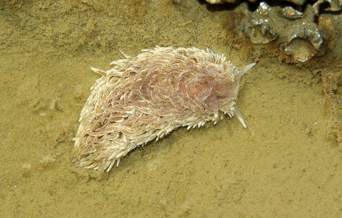 Aeolidia papillosa, Shag-rug Aeolis