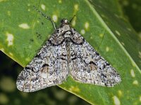 Agriopis leucophaearia, Spring Usher