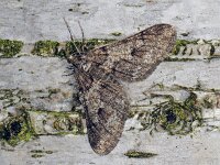 Agriopis leucophaearia, Spring Usher