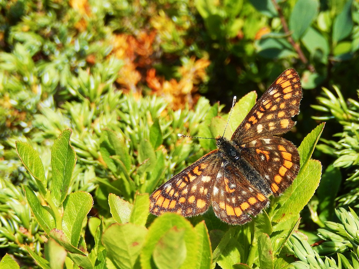Euphydryas intermedia, Asian Fritillary